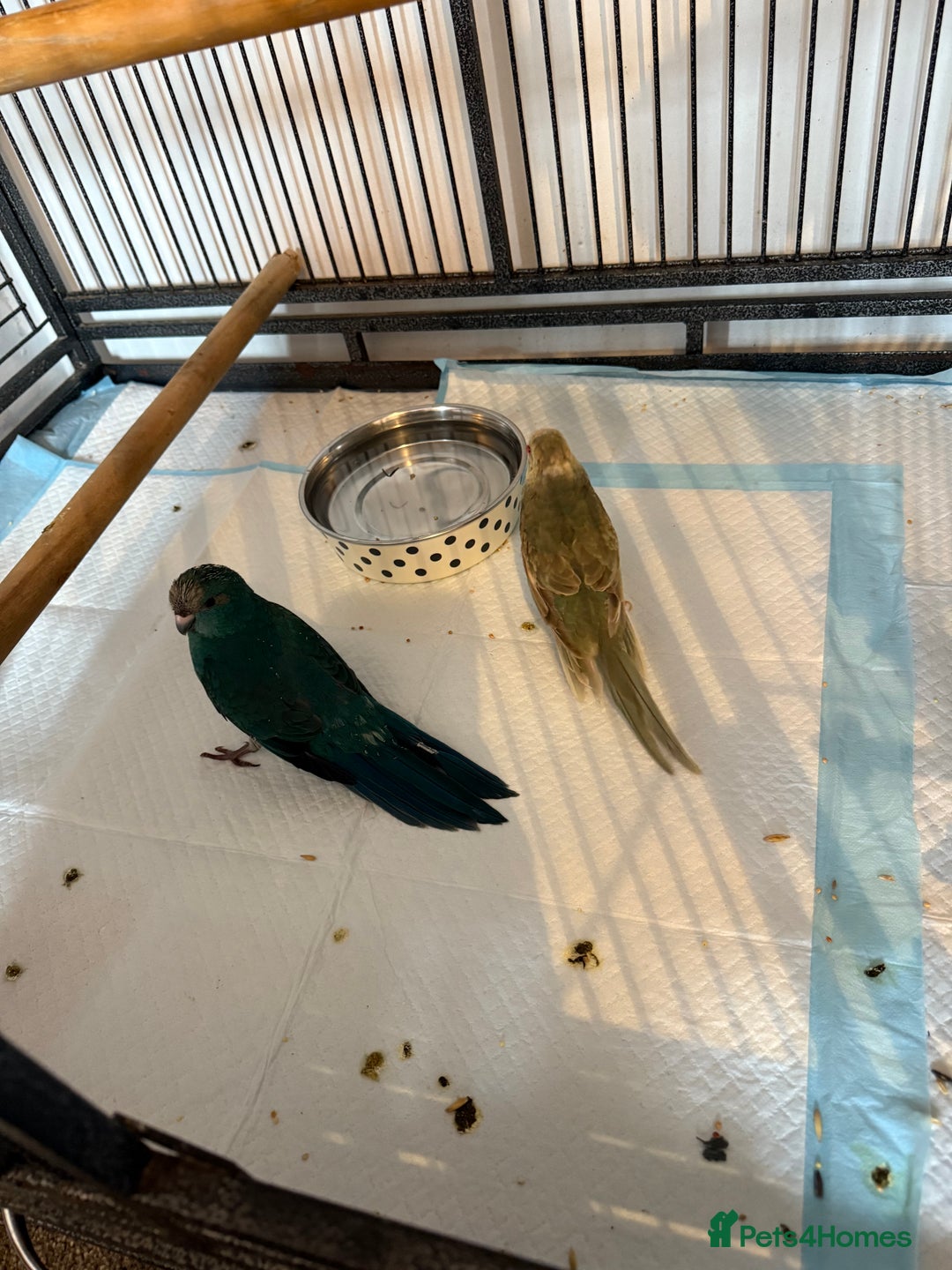 Cockatoo birds for sale: Two hand tame kakarikis bonded pair - Advert 5