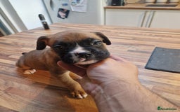 Boxer dogs for sale: Beautiful litter of KC reg bobtail boxer pups - Image 14