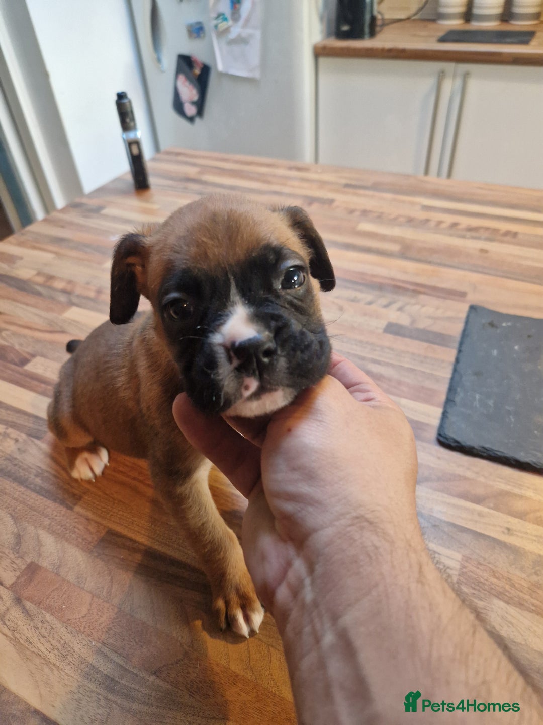 Boxer dogs for sale: Beautiful litter of KC reg bobtail boxer pups - Image 14