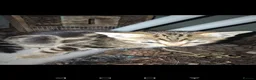 Mixed Breed cats for sale: Tabby kittens  - Advert 5