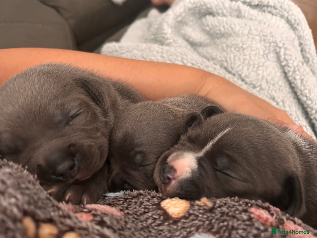 Staffordshire Bull Terrier dogs for sale: Beautiful KC Staffordshire bull terrier Puppies - Image 6