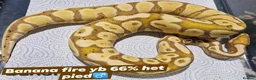 Python Snake reptiles for sale: Various royals in Bilston - Advert 10