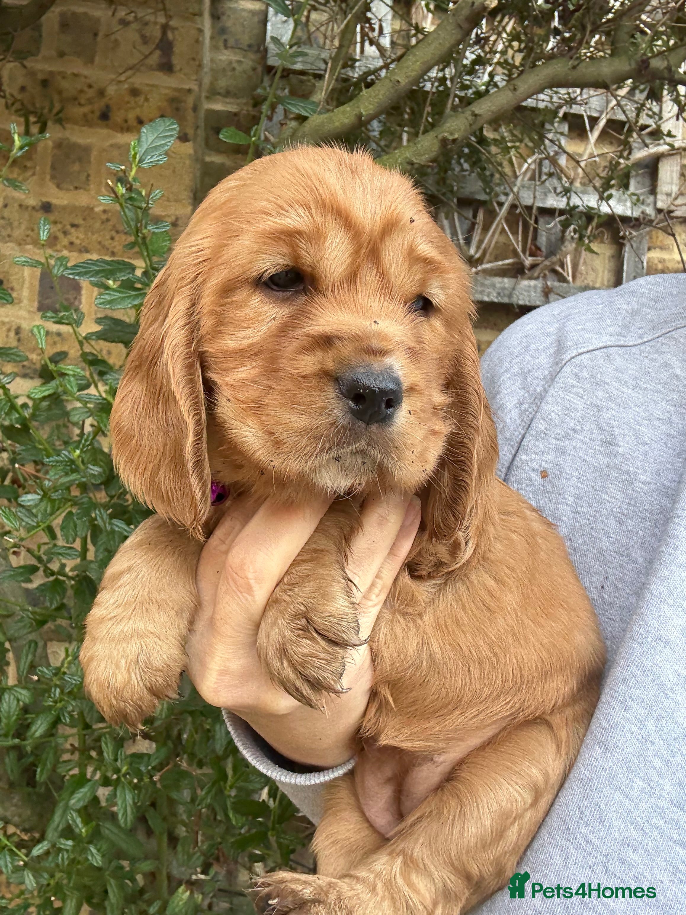 Cocker Spaniel dogs Beautiful Gold English cocker spaniels  - Advert 15