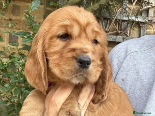 Cocker Spaniel dogs Beautiful Gold English cocker spaniels - Advert 11