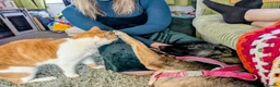 Mixed Breed dogs for adoption: Mirela 🩷 in Bristol - Advert 7