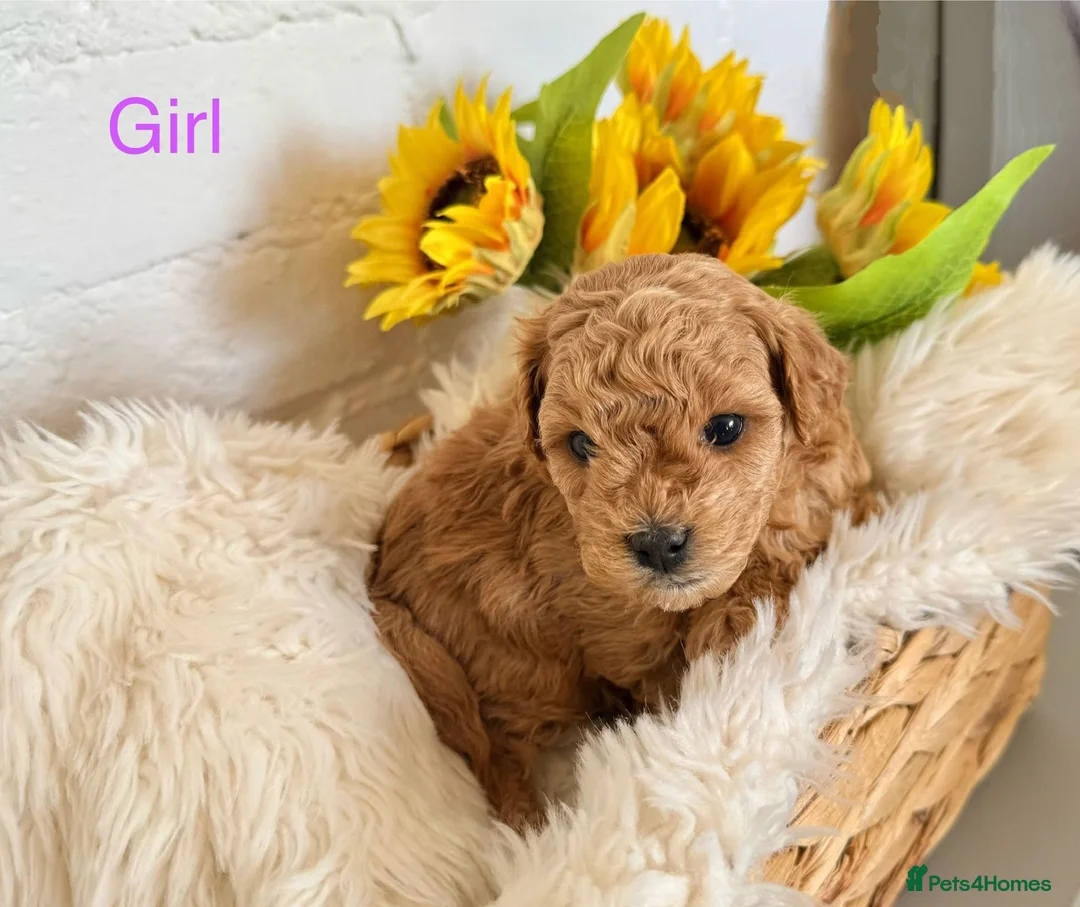 Lhasapoo dogs for sale: Lhasapoo pups (doodles) F1b  - Advert 35