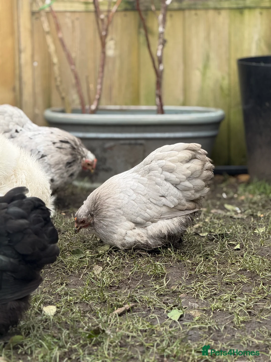 Chickens poultry for sale: Pekin bantam lavender  - Advert 11