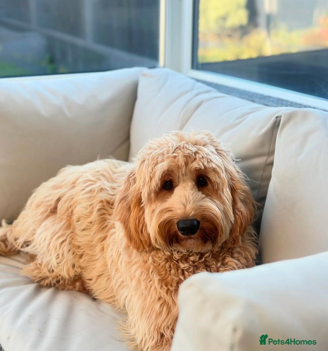 Australian Labradoodle dogs for sale: Superior Australian Labradoodles Due October - Image 8