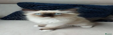 Seal Mitted Boy 