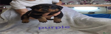 Rottweiler Purple puppy