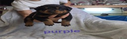 Rottweiler dogs for sale: Purebred Rottweiler Puppies Family Companions - Advert 11
