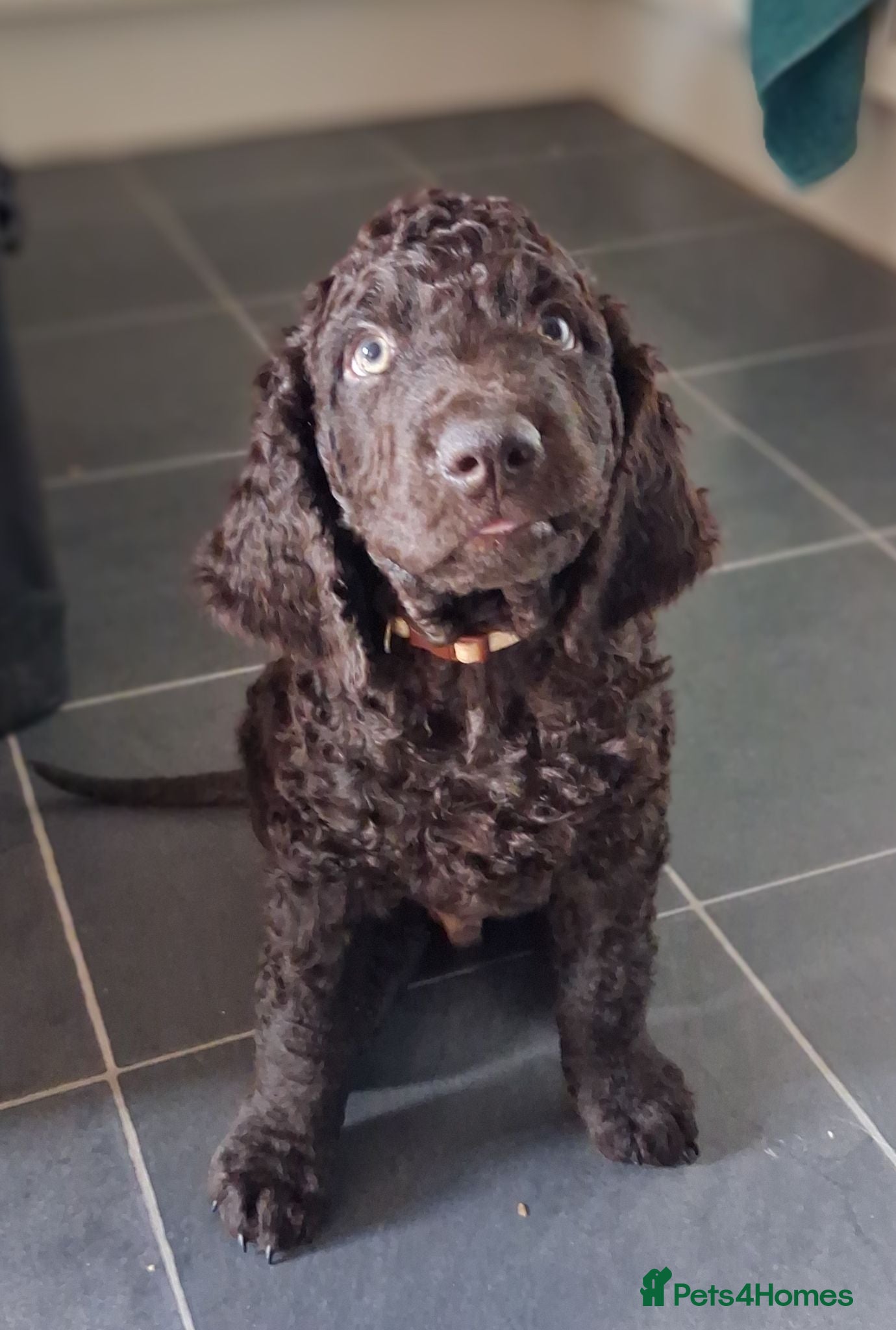 Irish Water Spaniel dogs KC Registered Irish Water Spaniel pups - Advert 1