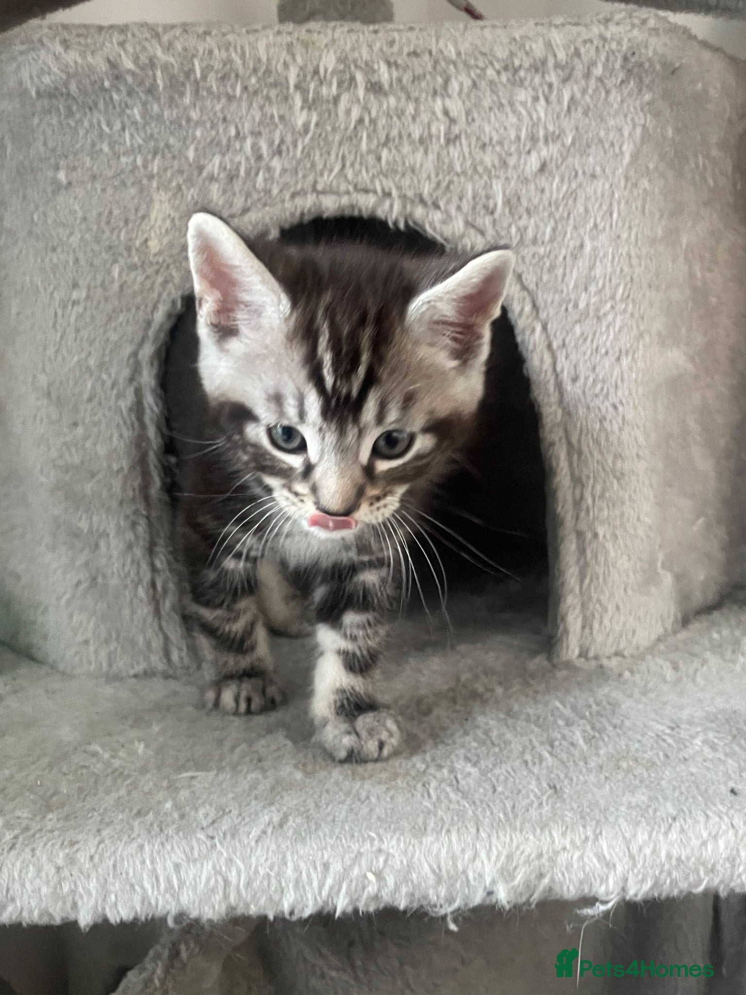 Mixed Breed cats for sale: Four gorgeous kittens - Advert 2