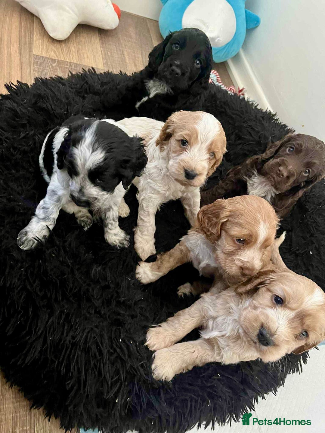 Cockapoo dogs for sale: Beautiful F1B Cockapoos with excellent bloodlines  - Image 5