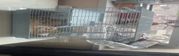 Hamster rodents for sale: male dwarf hamster with cage and accessories  in North Shields - Advert 6