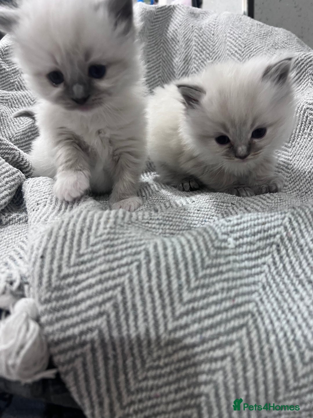 Ragdoll cats for sale: Adorable Ragdoll kittens  - Advert 13