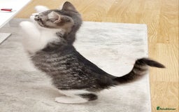 Bengal cats for sale: Beautiful boy bengal - Image 2