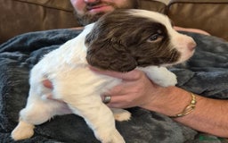 Sprocker dogs for sale: Sprocker F1  - Image 6