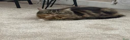 Domestic Shorthair cats for sale: Female cat in Middlesbrough - Advert 1