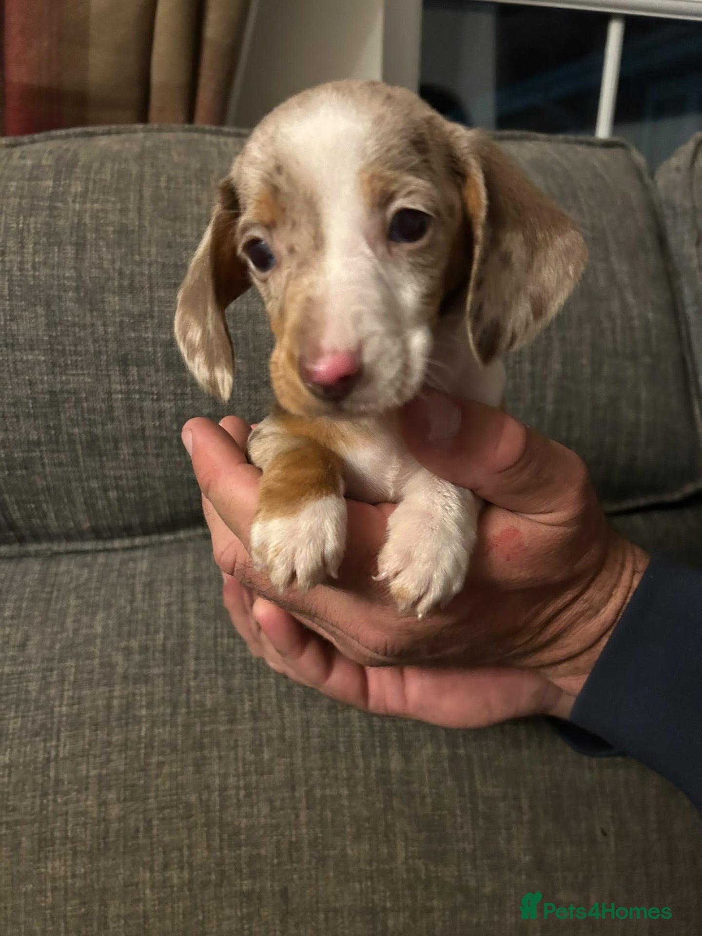 Dachshund dogs Dachshund puppies stunning red dapple   - Advert 10