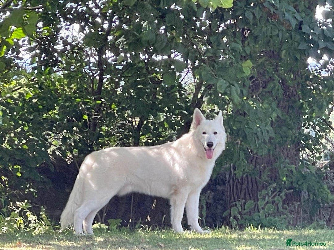 White Swiss Shepherd dogs for sale: White Swiss Shepherd Puppies 🐾🍼KC Registered - Image 14