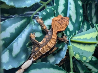 Gecko reptiles Crested Gecko Babies - Advert 14