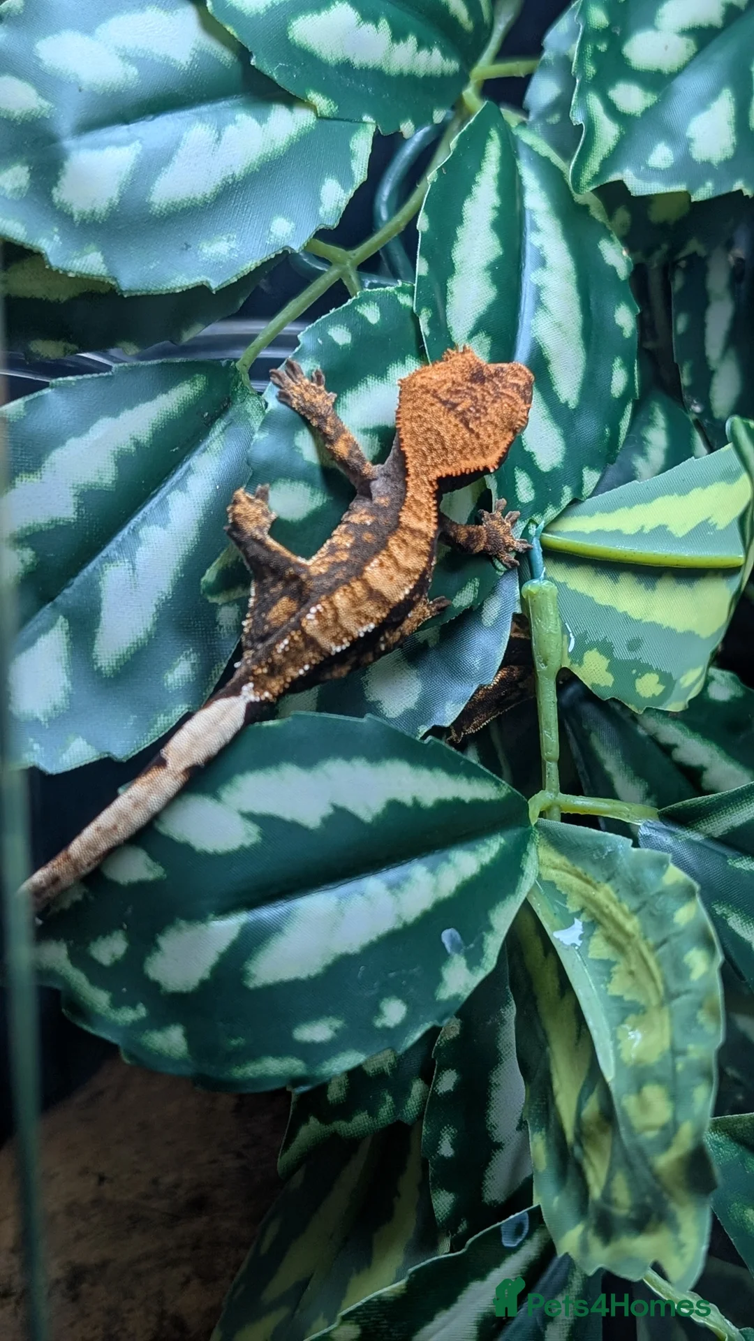 Gecko reptiles for sale: Crested Gecko Babies - Advert 1