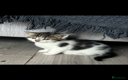 Mixed Breed cats for sale: Tabby and white kittens  - Image 4