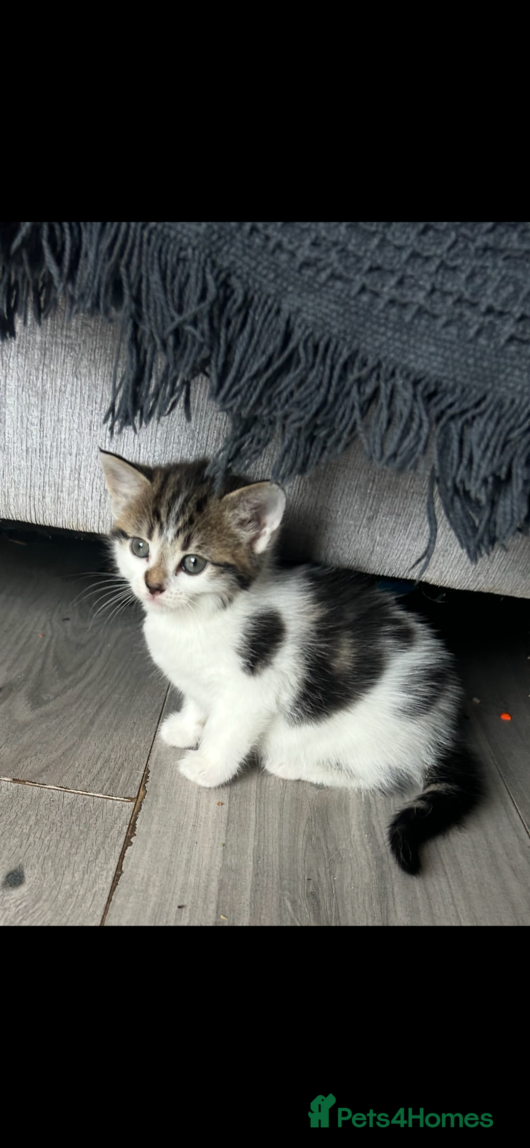 Mixed Breed cats for sale: Tabby and white kittens  - Image 4