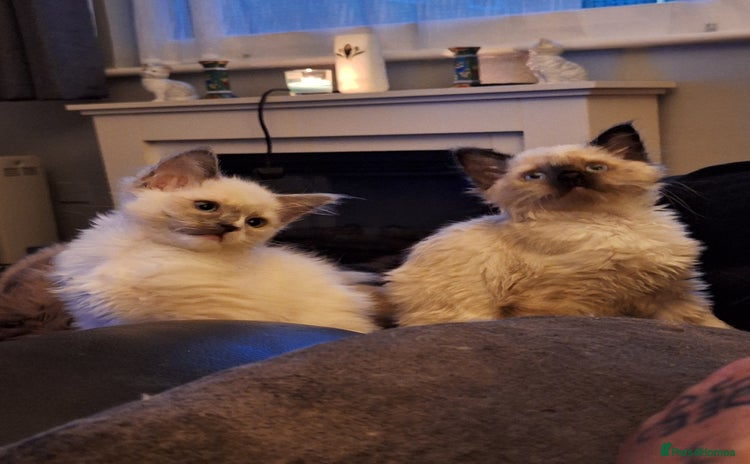 Ragdoll cats - Advert 1