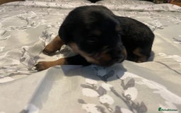 Mixed Breed dogs for sale: Sprollies - Image 5