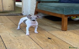 Italian Greyhound dogs for sale: Outstanding repeat mating litter  - Advert 13