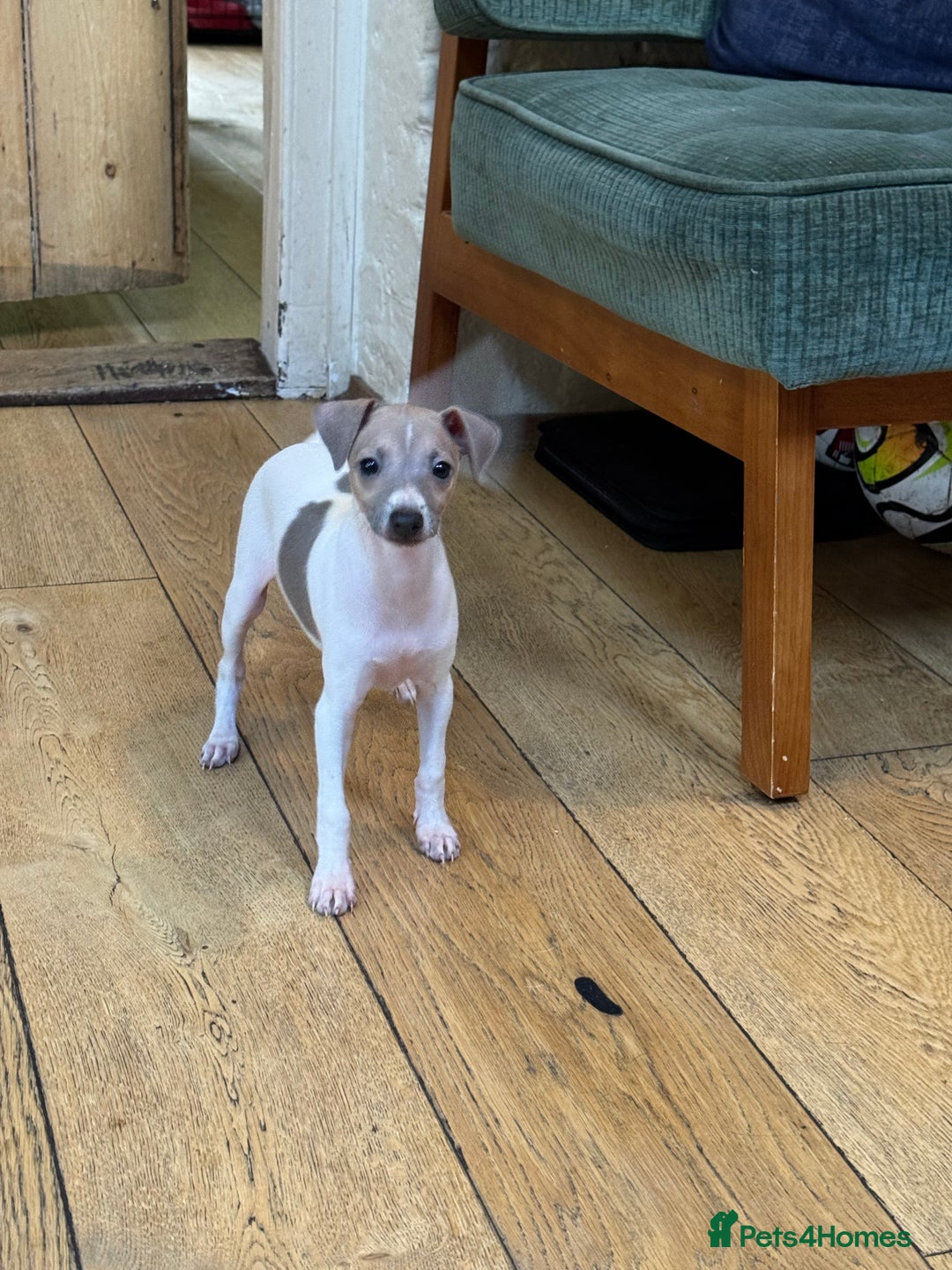 Italian Greyhound dogs for sale: Outstanding repeat mating litter  - Advert 13