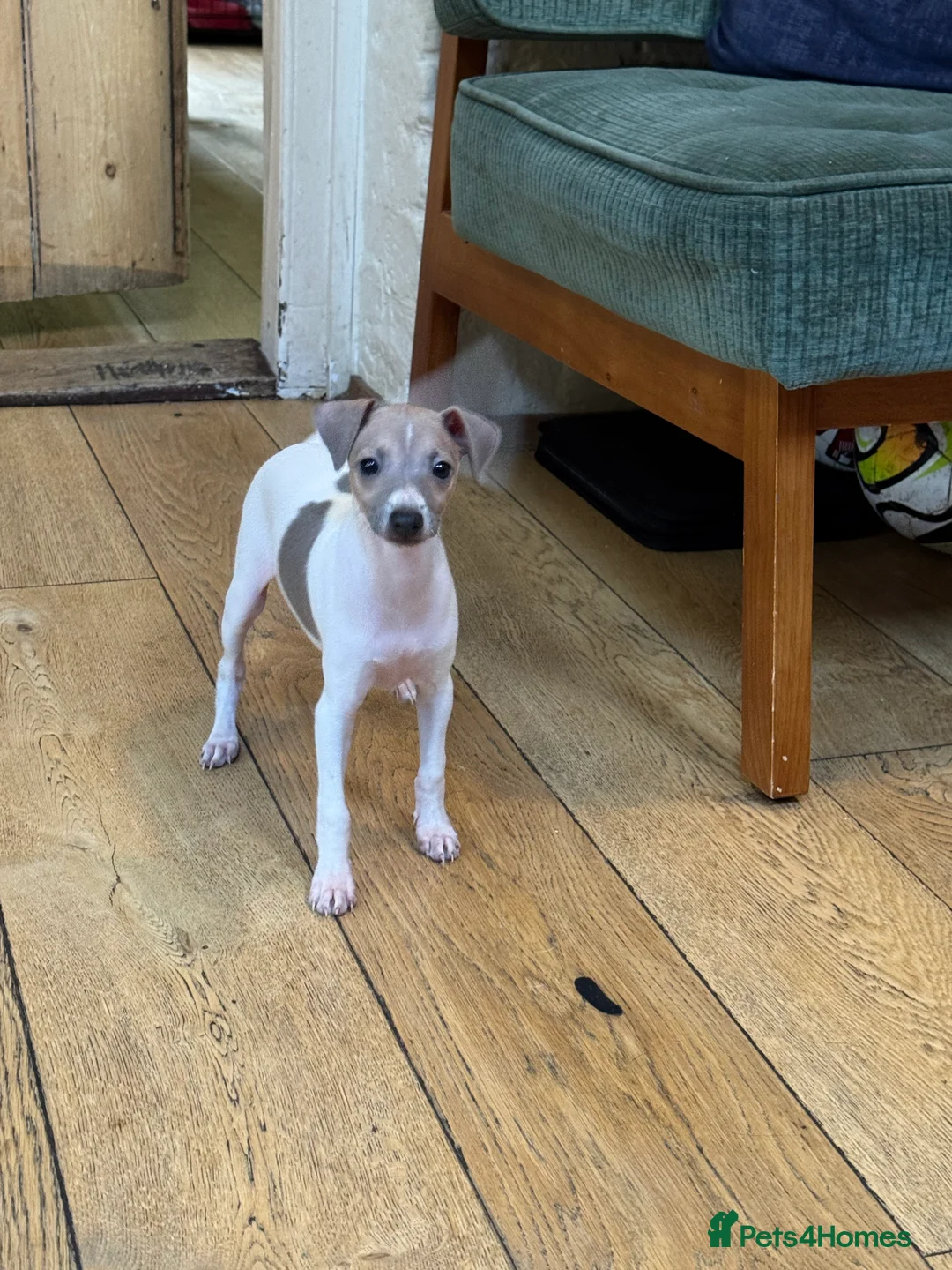 Italian Greyhound dogs for sale: Outstanding repeat mating litter ONE FEMALE LEFT - Advert 13
