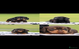 Dachshund dogs for sale: Miniature Wire haired Dachshund Puppies  - Image 2