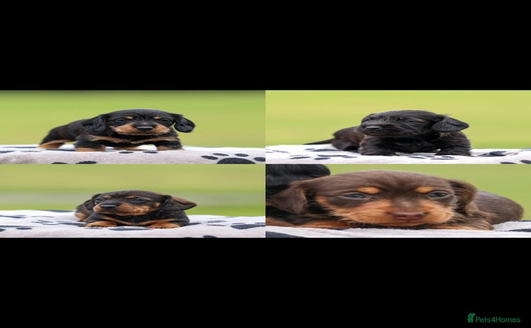 Dachshund dogs - Advert 2