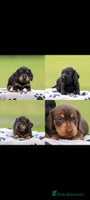 Dachshund dogs - Advert 1