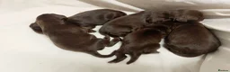 Sprocker dogs for sale: F1 sprocker puppies - Advert 23