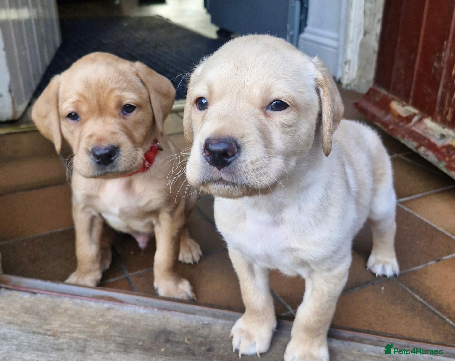 Labrador Retriever dogs Kc registered , health tested labrador pups.  - Advert 8