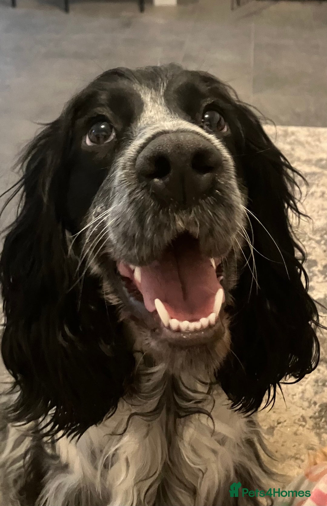 Cocker Spaniel dogs for sale: Beautiful show cocker springer spaniel  - Advert 6