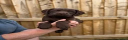 Sprocker dogs for stud: Rolo – Chocolate Working Cocker Spaniel Stud🐾  - Advert 7