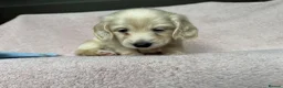 Miniature Dachshund dogs for sale: KC mini ee/ii cream long hair - Advert 33