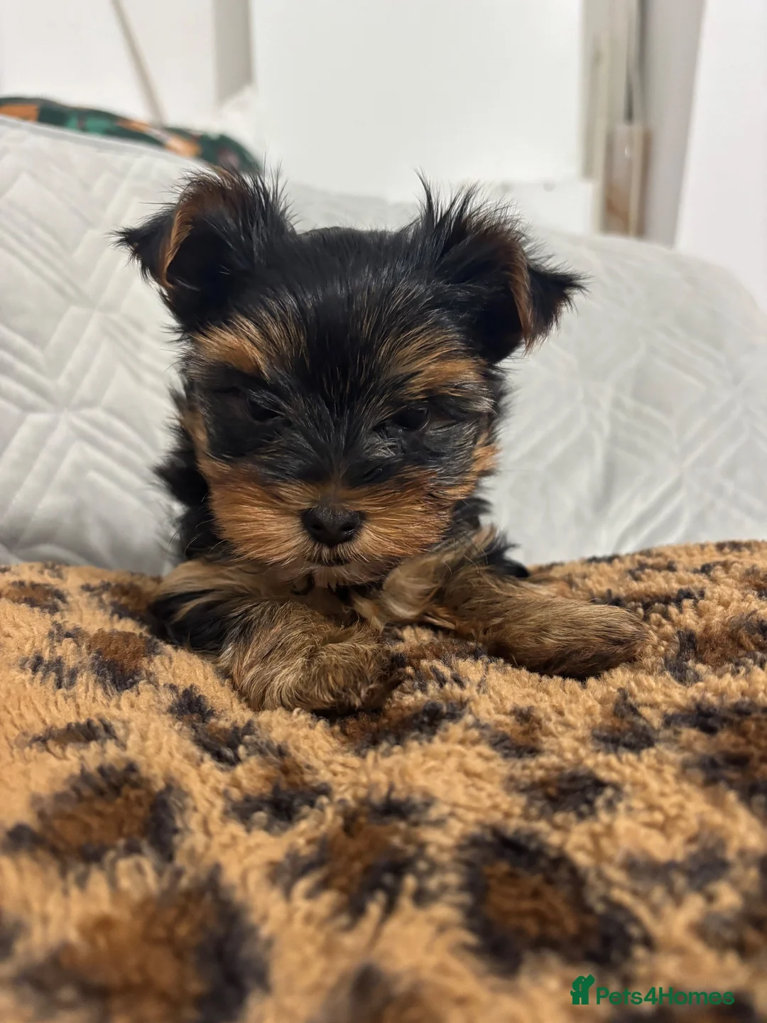 Yorkshire Terrier dogs for sale: Adorable mini yorkshire terrier puppy 🐾 - Advert 16