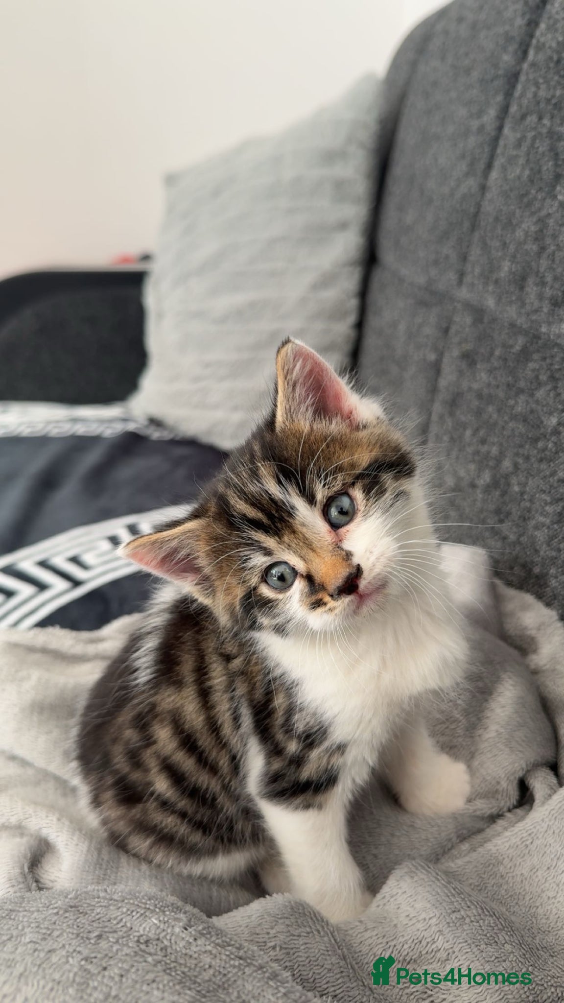Mixed Breed cats Kittens for Sale - Advert 5
