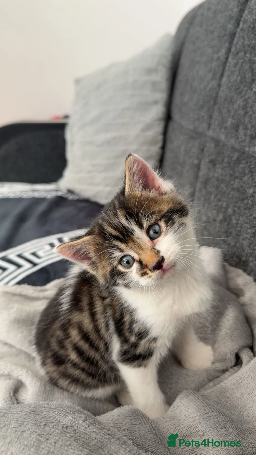 Mixed Breed cats for sale: Kittens for Sale in Birmingham - Advert 1