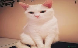 Mixed Breed cats for sale: Two sisters in need of new home  - Image 5