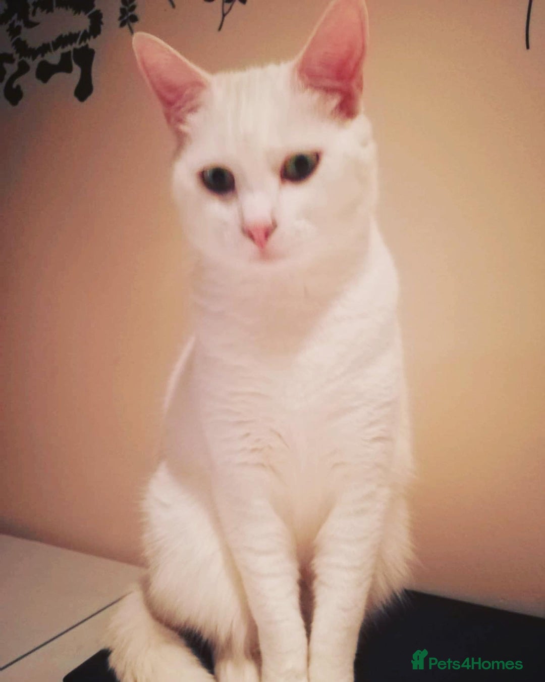 Mixed Breed cats for sale: Two sisters in need of new home  - Image 5