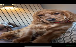 Cocker Spaniel dogs for sale: Male show cockerspaniel  - Advert 3