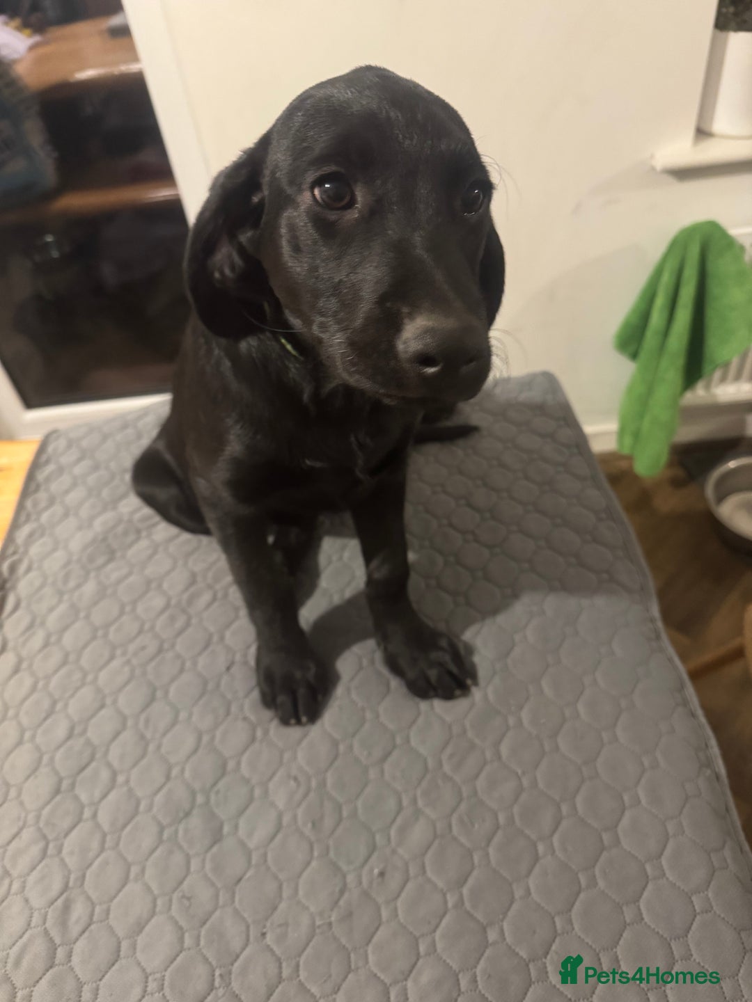 Labrador Retriever dogs for sale: Pedigree Labradors - Perfect for gun dog  - Image 8