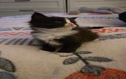 Maine Coon cats for sale: Maine Coon X Ragdoll  - Advert 1